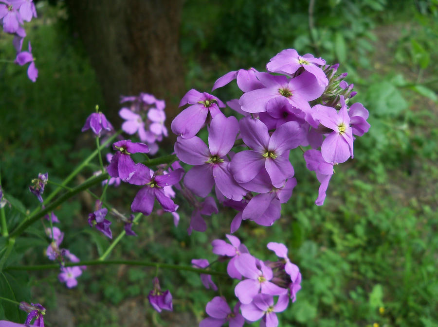 Hesperis matronalis