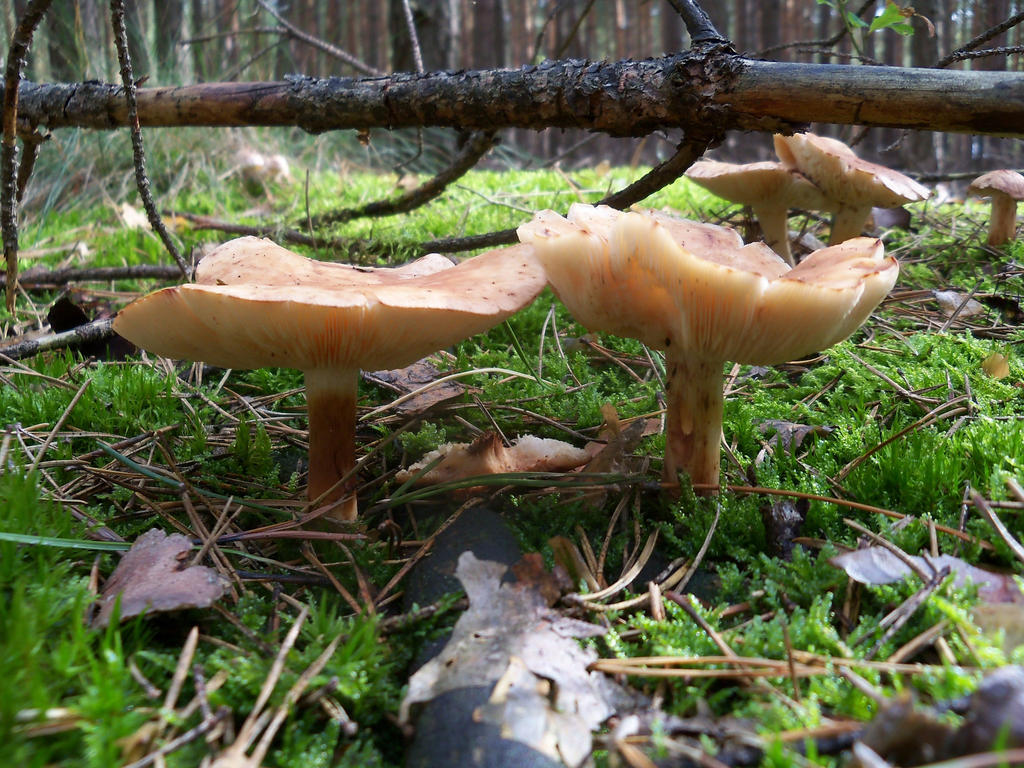 NoID Fungus 1