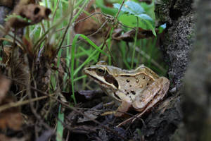 Lithobates silvaticus (Rana silvatica)