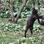 Kitties get crazy jumping 1