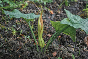 Ein Besser Arum