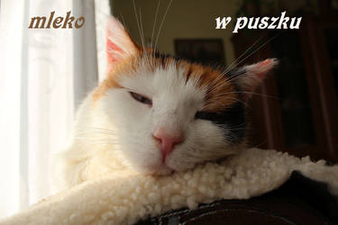 Mleko w puszku by Abrimaal