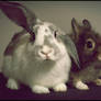 Bunnies :B