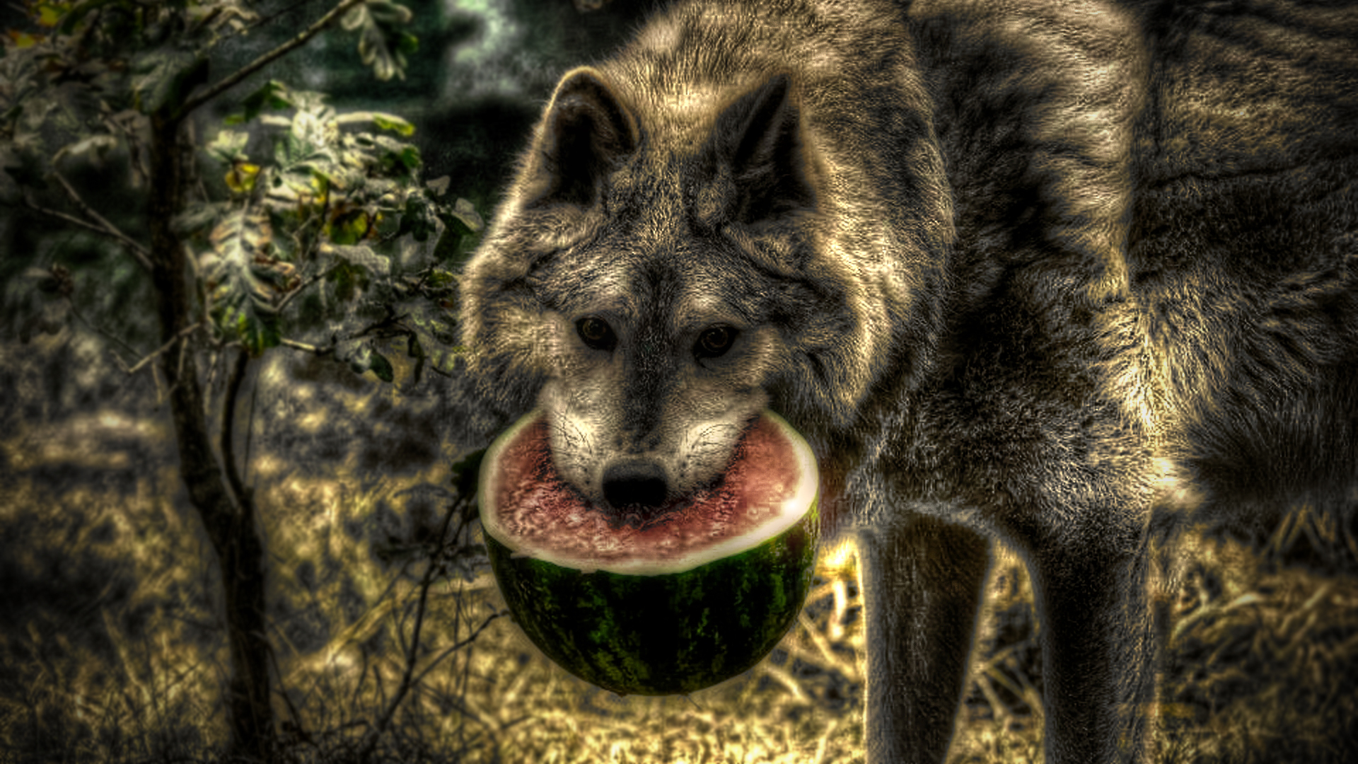 Watermelon Wolf
