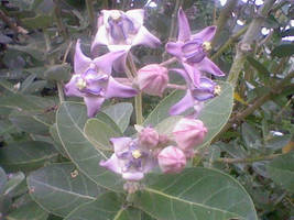 light purple crown flower