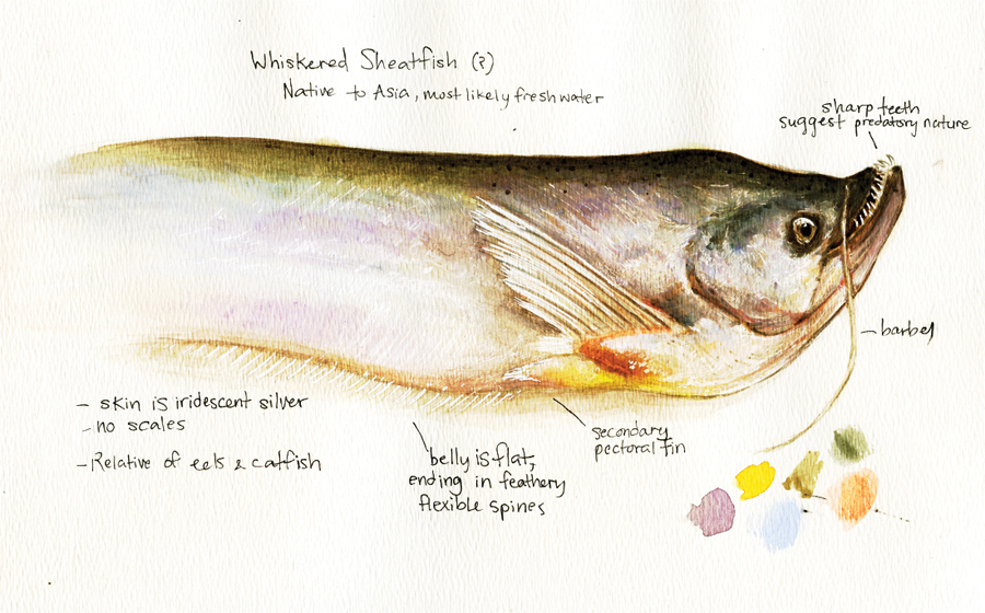 Fish Study