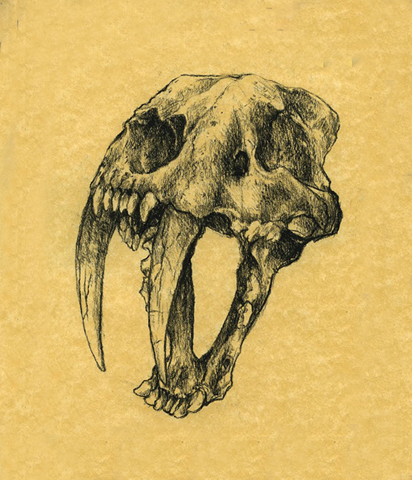 Sabretooth Cat Skull