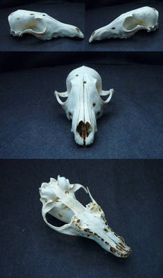 [Study] Craft Red Fox skull