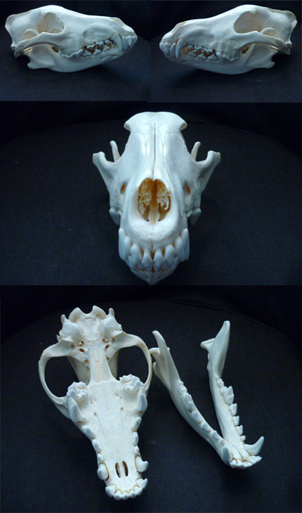 [Study] PERFECT Wolf skull