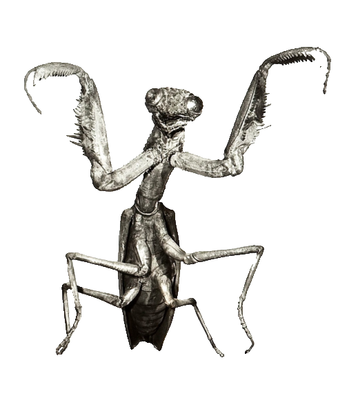 Mants Deviantart Deadly Mantis Render 2 by KaijuCollector033 on DeviantArt