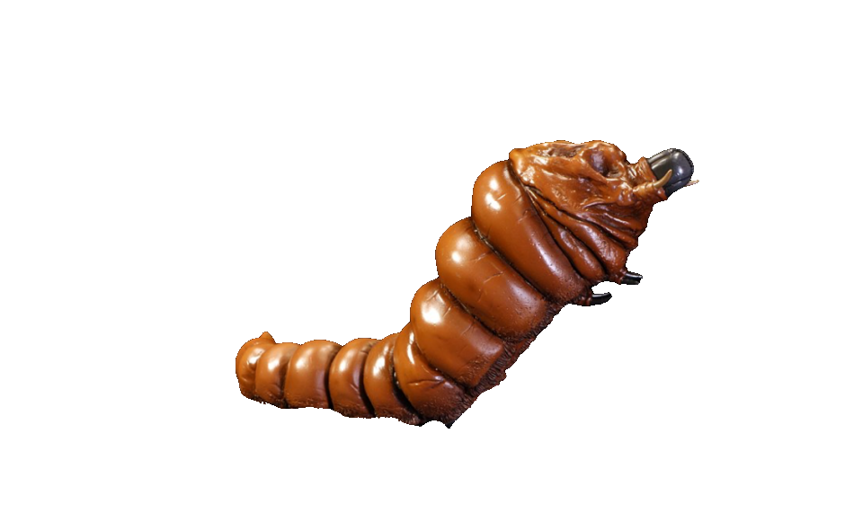 Showa Mothra Larva Render 5 By KaijuCollector033 On DeviantArt showa-mothra-larva-render-5-by-kaijucollector033-on-deviantart