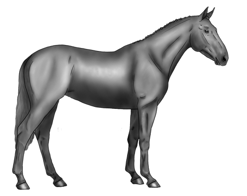 free to use Warmblood Greyscale