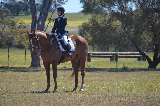 Puzzle Dressage Stock 1