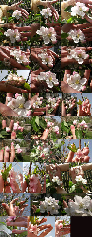 Flowers in hand for Stock 33 foto