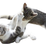 Cats fight 150px