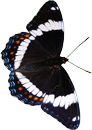 Dark butterfly4 150px