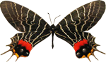 Dark-butterfly7-150px