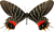Dark butterfly 7 50px