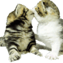 Kittens kiss
