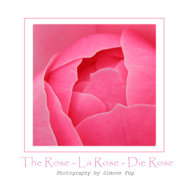 Rosa Floret - No3