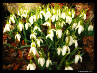 snowdrops on a spring garden