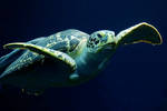 I Can Fly by focusgallery