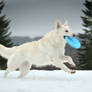 Frisbee maniac