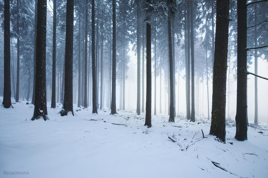 Winter Forest by Regadenzia