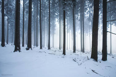 Winter Forest