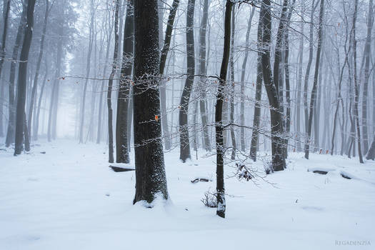 Winter Forest 2