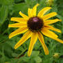 Black Eyed Susan II