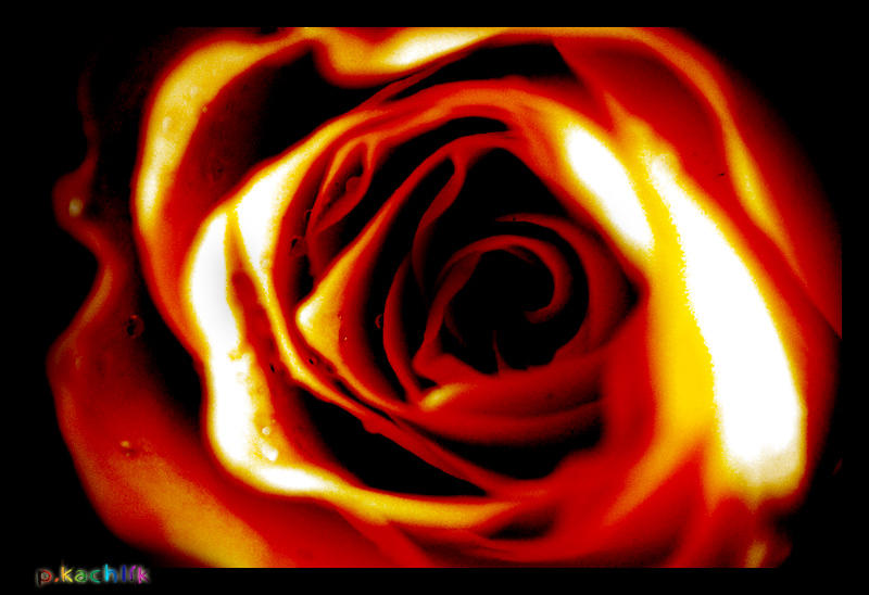 Diabolical Roses Hellish Rose by Taquss on DeviantArt