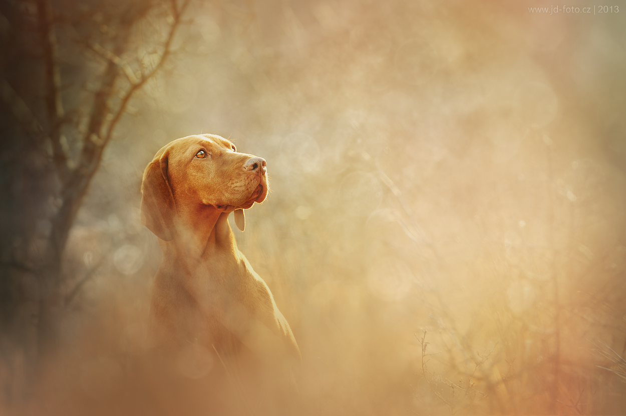 Hungarian (Magyar) Vizsla