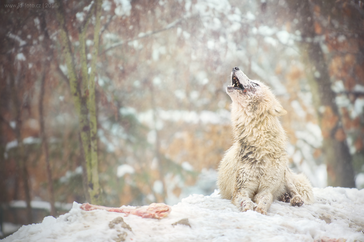 Howling arctic wolf on snowy ground.