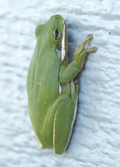 Green frog