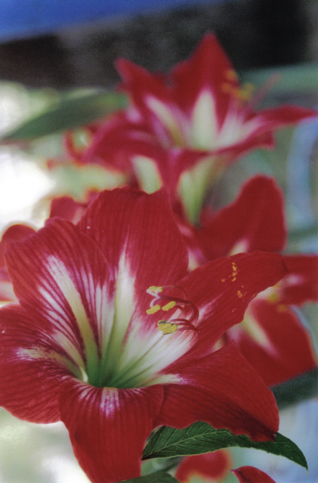 Amaryllis Minerva 3