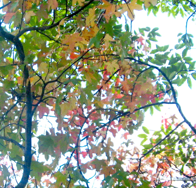 Tri-coloured leaves