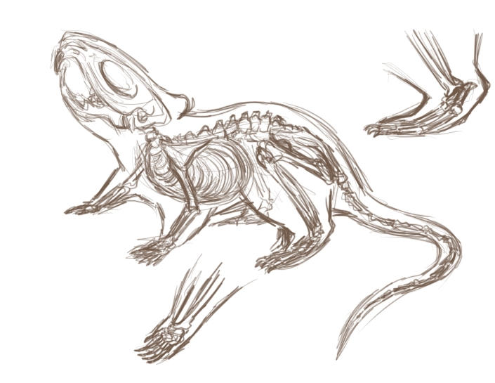 Mouse Skeleton By JinMugiwara On DeviantArt