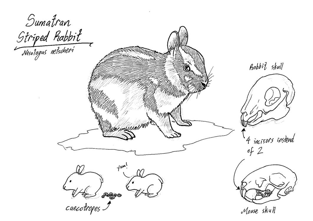 Animal April 2019 25 Sumatran Striped Rabbit by JinchuurikiHunter on ...
