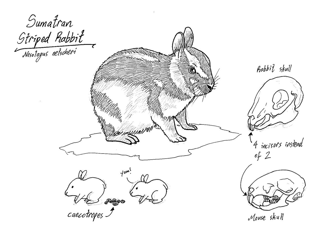 Animal April 2019 25 Sumatran Striped Rabbit by JinchuurikiHunter on ...