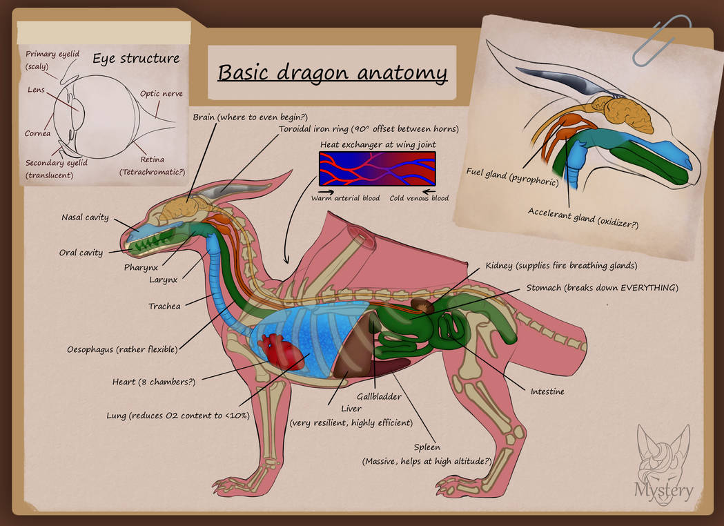 Basic dragon anatomy (comm) by MysteryLair on DeviantArt