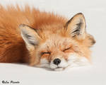 Sleeping Fox by Les-Piccolo