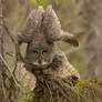 Great Gray Owl