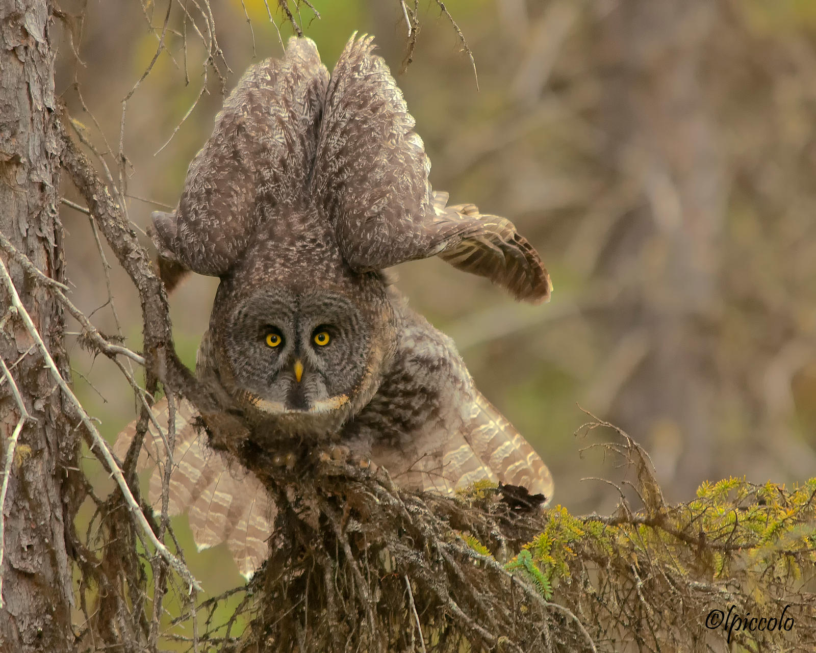 Great Gray Owl