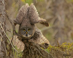 Great Gray Owl