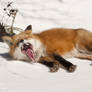 Fox Yawn