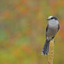 Gray Jay