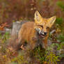 Red Fox 2