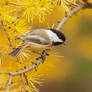 Chickadee in Tamarack