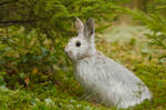 Snowshoe Hare by Les-Piccolo